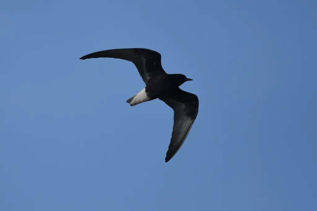 白翅浮鸥(Chlidonias leucopterus)