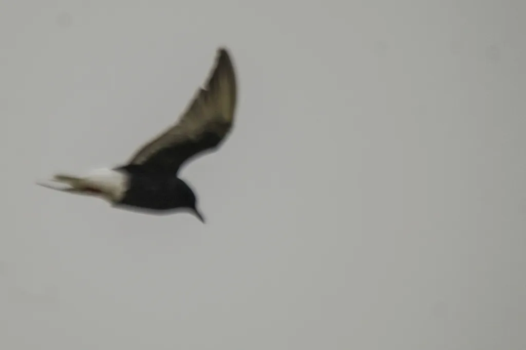 白翅浮鸥(Chlidonias leucopterus)