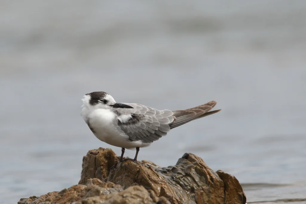 黑浮鸥(Chlidonias niger)