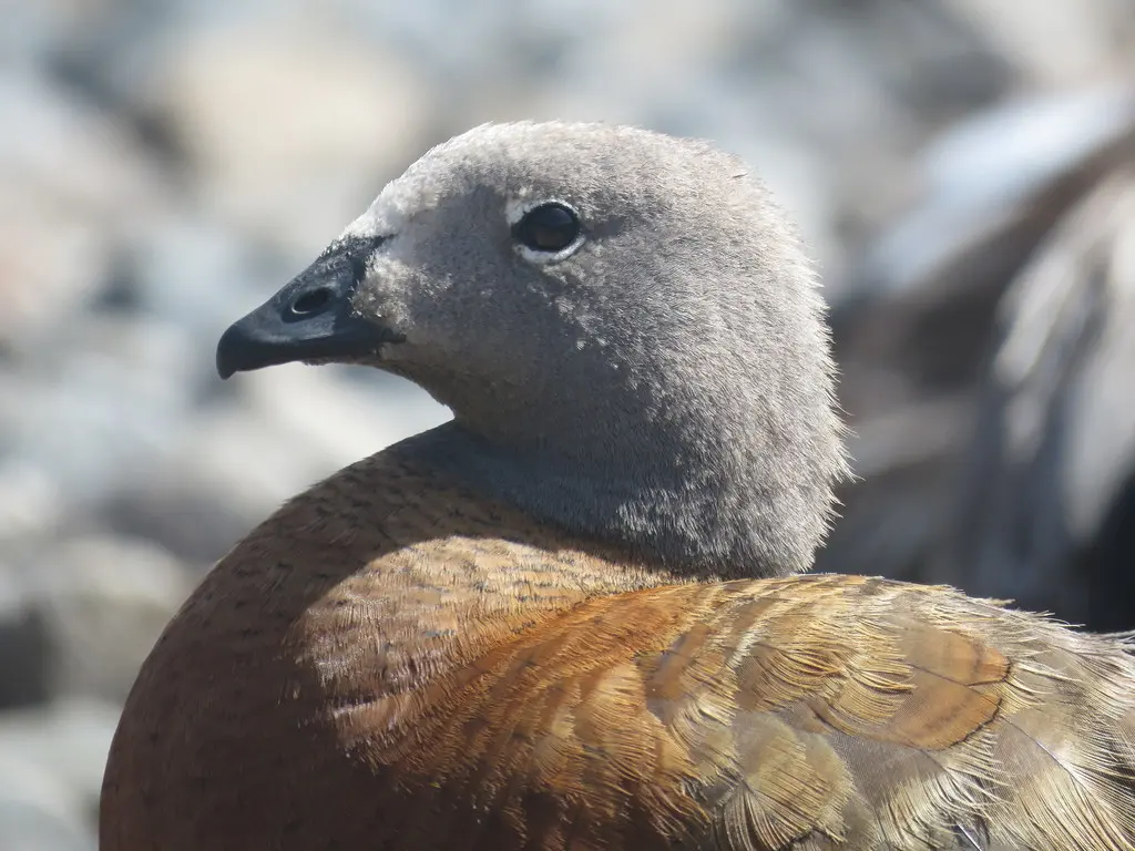 灰头草雁(Chloephaga poliocephala)