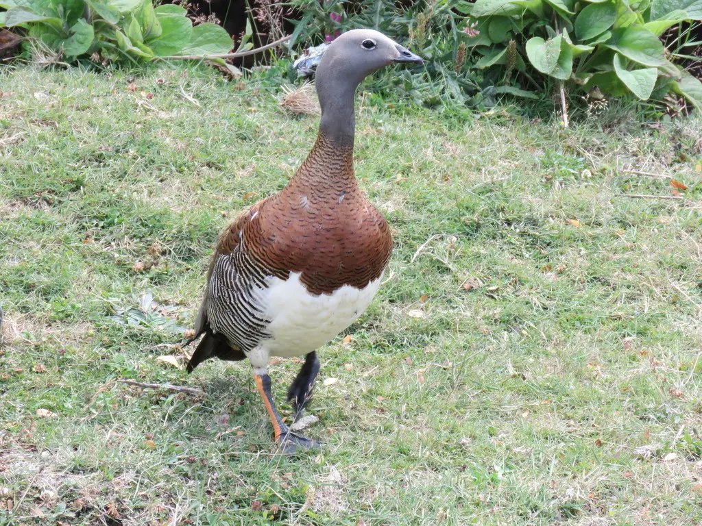 灰头草雁(Chloephaga poliocephala)