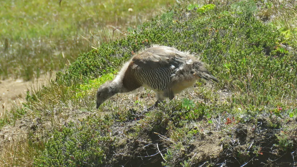 灰头草雁(Chloephaga poliocephala)
