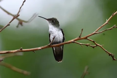 白腹绿蜂鸟