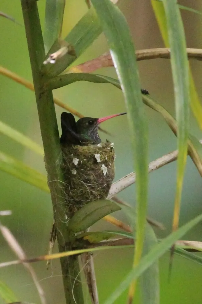 蓝喉红嘴蜂鸟（Chlorestes eliciae）