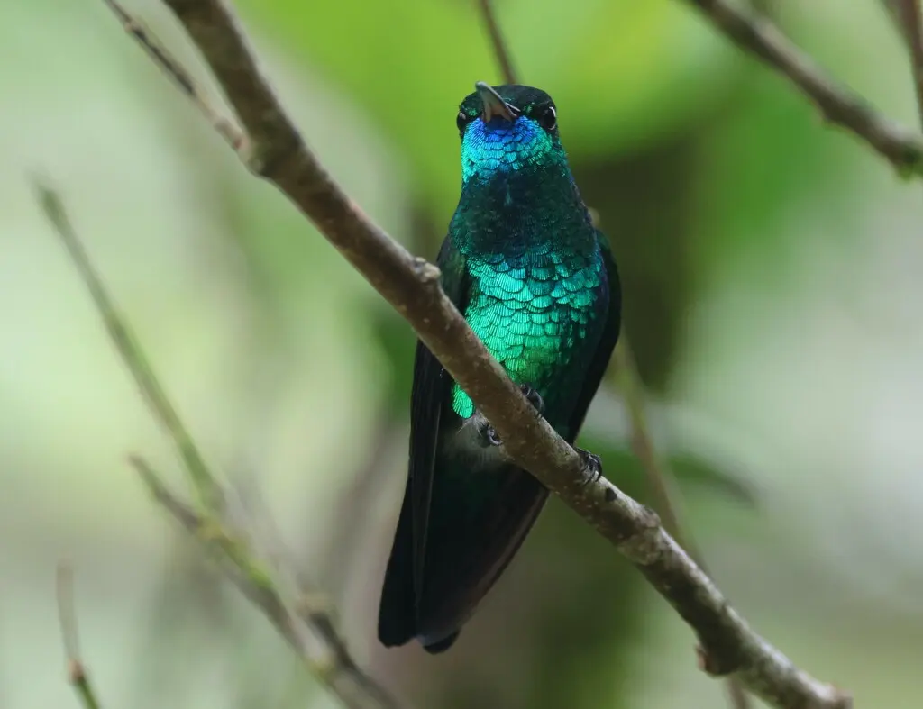 蓝颏青蜂鸟(Chlorestes notata)