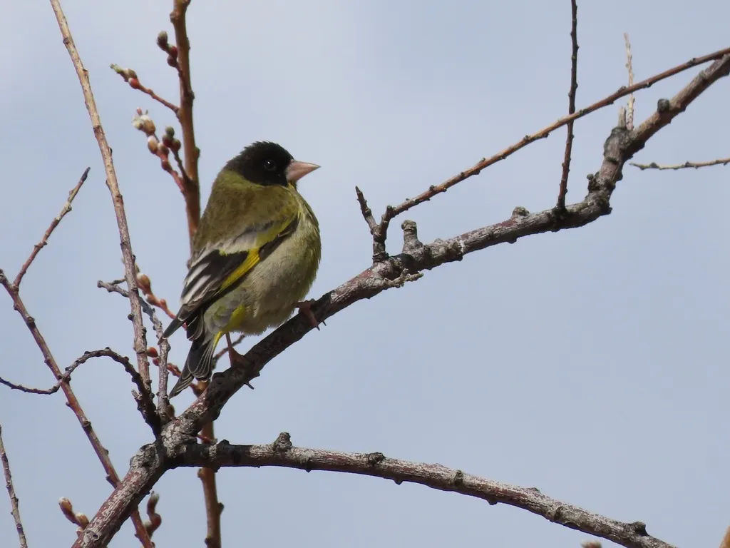 黑头金翅雀(Chloris ambigua)