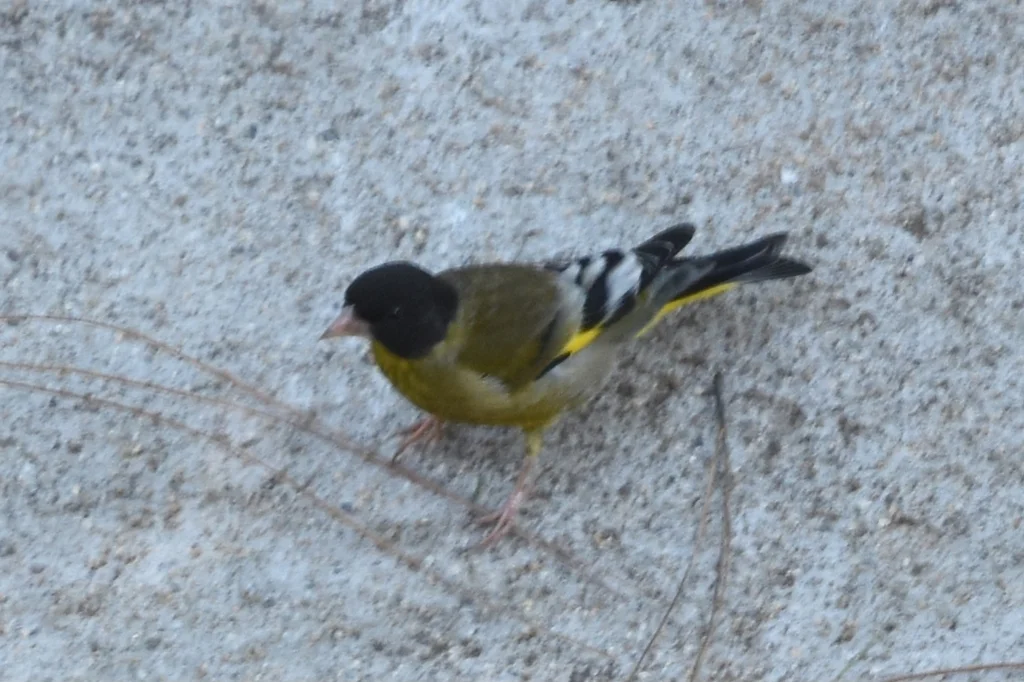 黑头金翅雀(Chloris ambigua)