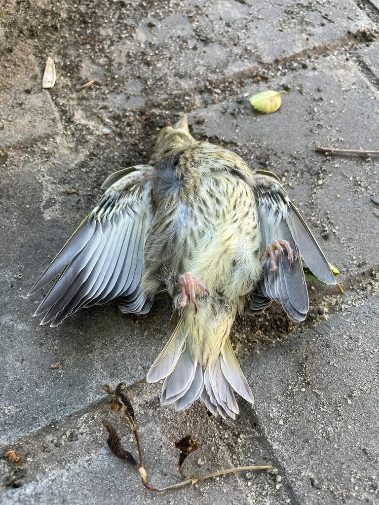 欧金翅雀(Chloris chloris)
