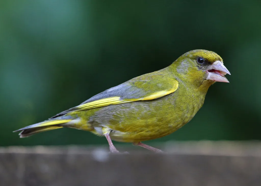 欧金翅雀(Chloris chloris)