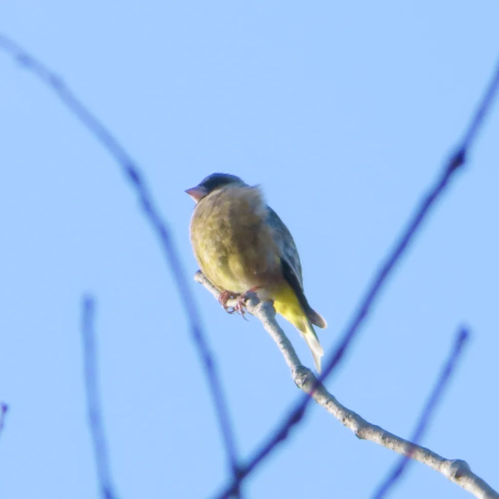 金翅雀(Chloris sinica)