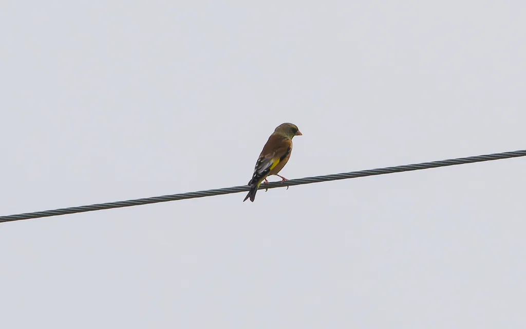 金翅雀(Chloris sinica)