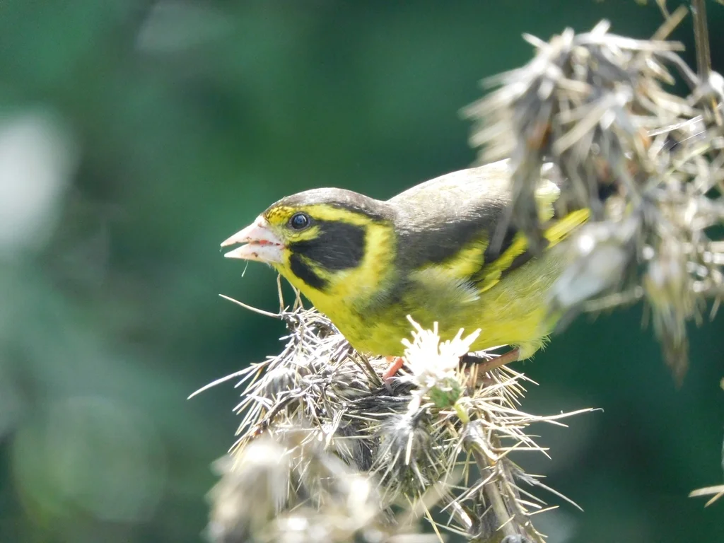 高山金翅雀(Chloris spinoides)
