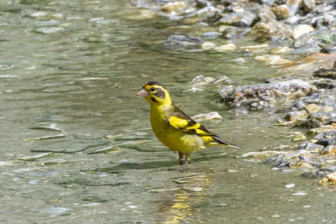 高山金翅雀