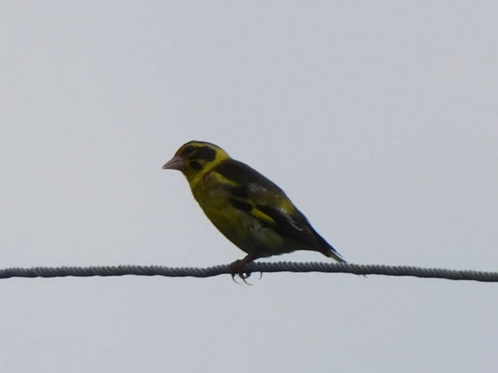 高山金翅雀(Chloris spinoides)
