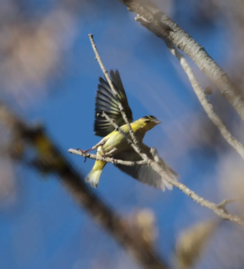 高山金翅雀(Chloris spinoides)