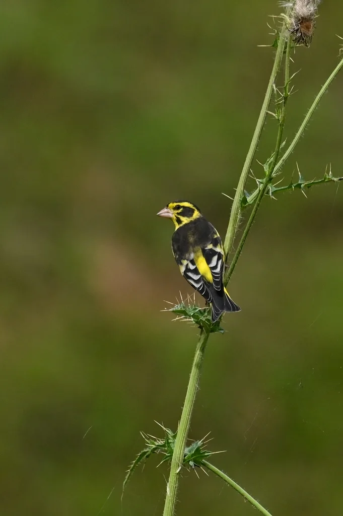 高山金翅雀（Chloris spinoides）