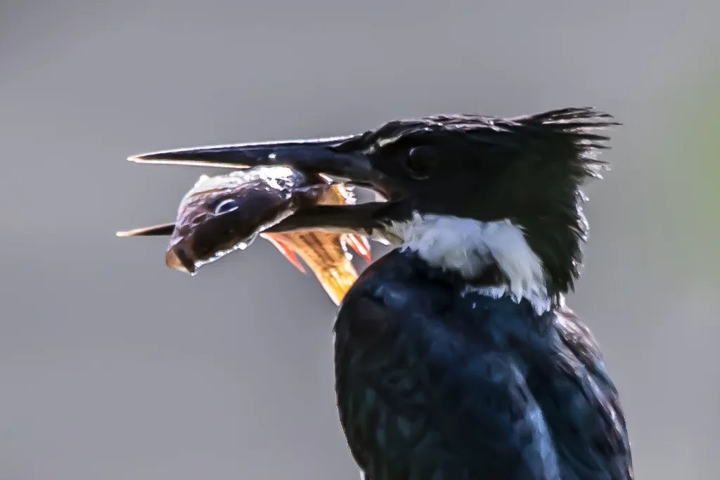 亚马逊绿鱼狗(Chloroceryle amazona)
