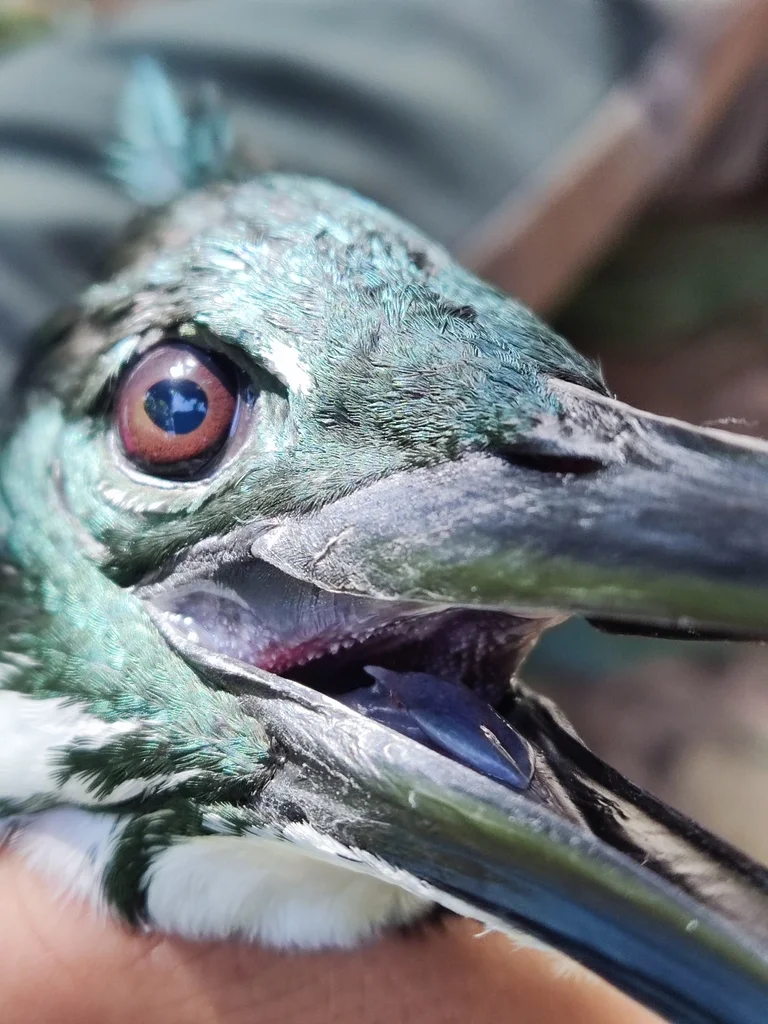 亚马逊绿鱼狗(Chloroceryle amazona)