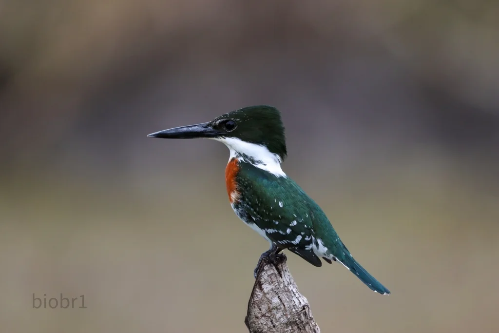 绿鱼狗(Chloroceryle americana)
