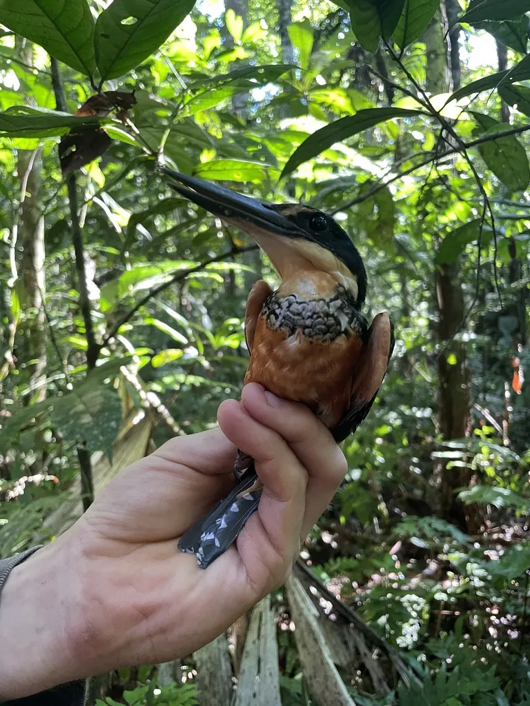 棕腹绿鱼狗(Chloroceryle inda)