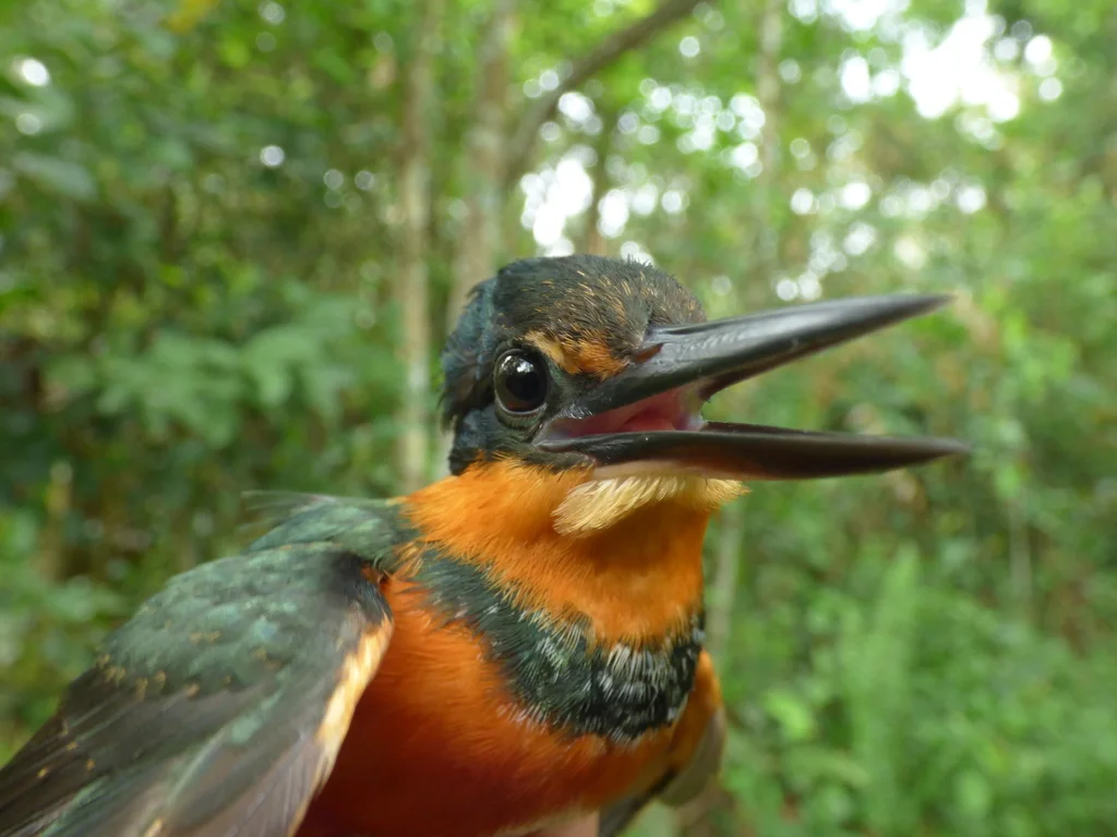 棕腹绿鱼狗(Chloroceryle inda)