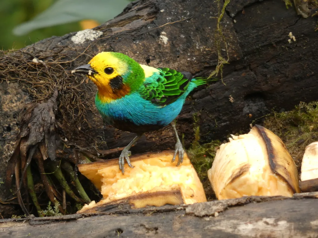 彩绿雀(Chlorochrysa nitidissima)