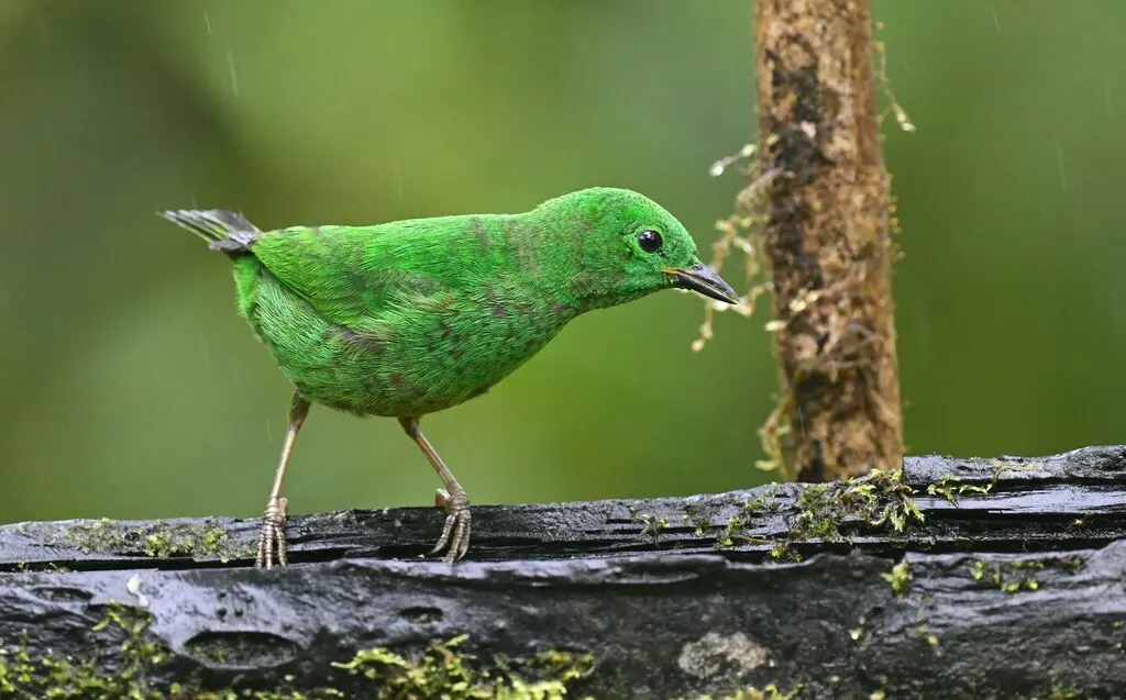 辉绿雀(Chlorochrysa phoenicotis)