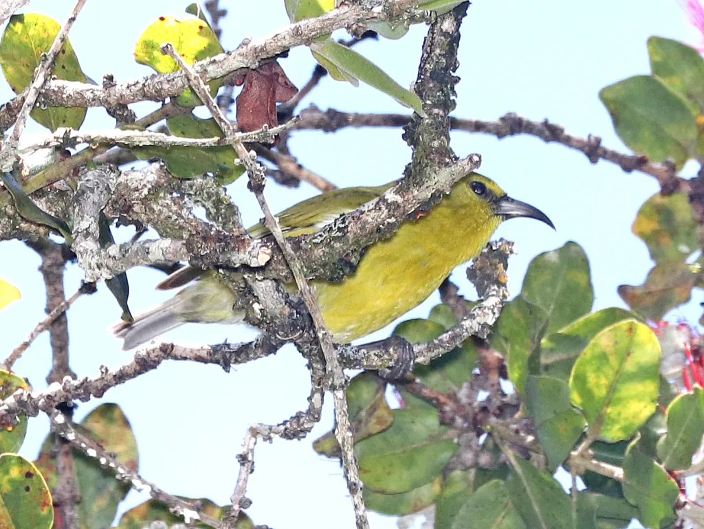 考岛绿雀(Chlorodrepanis stejnegeri)
