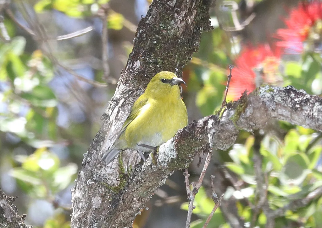 考岛绿雀(Chlorodrepanis stejnegeri)
