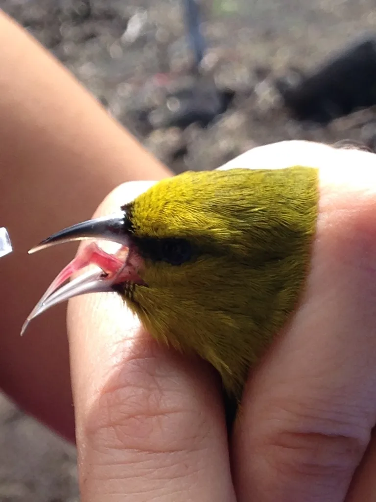 夏威夷绿雀（Chlorodrepanis virens）