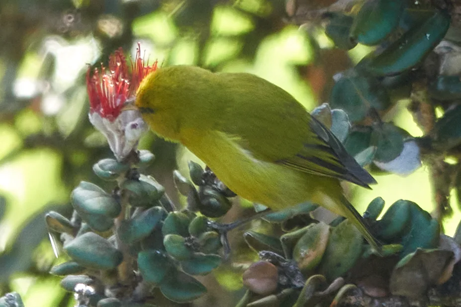 夏威夷绿雀（Chlorodrepanis virens）
