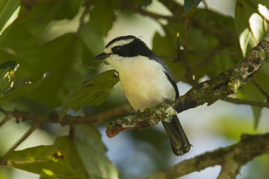 灰绿丛鵙(Chlorophoneus bocagei)