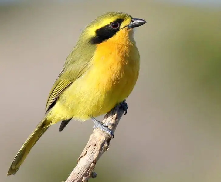 暗绿丛鵙（Chlorophoneus olivaceus）