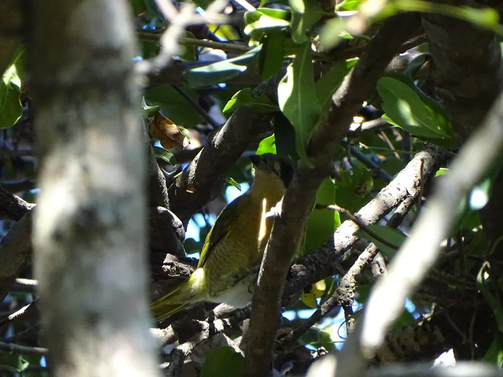 暗绿丛鵙（Chlorophoneus olivaceus）