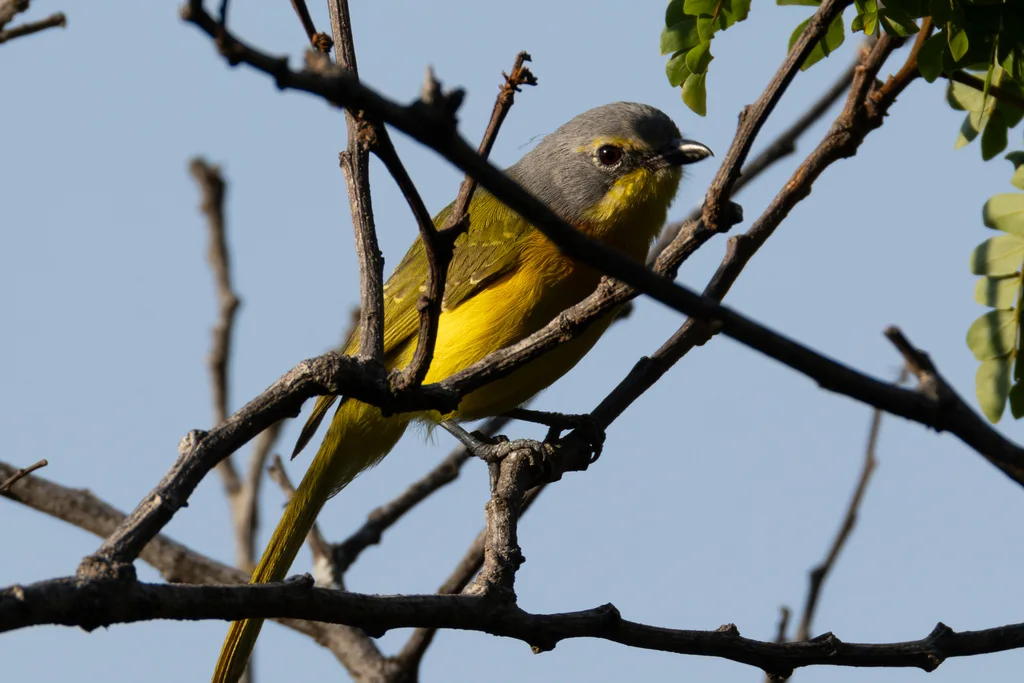 橙胸丛鵙(Chlorophoneus sulfureopectus)