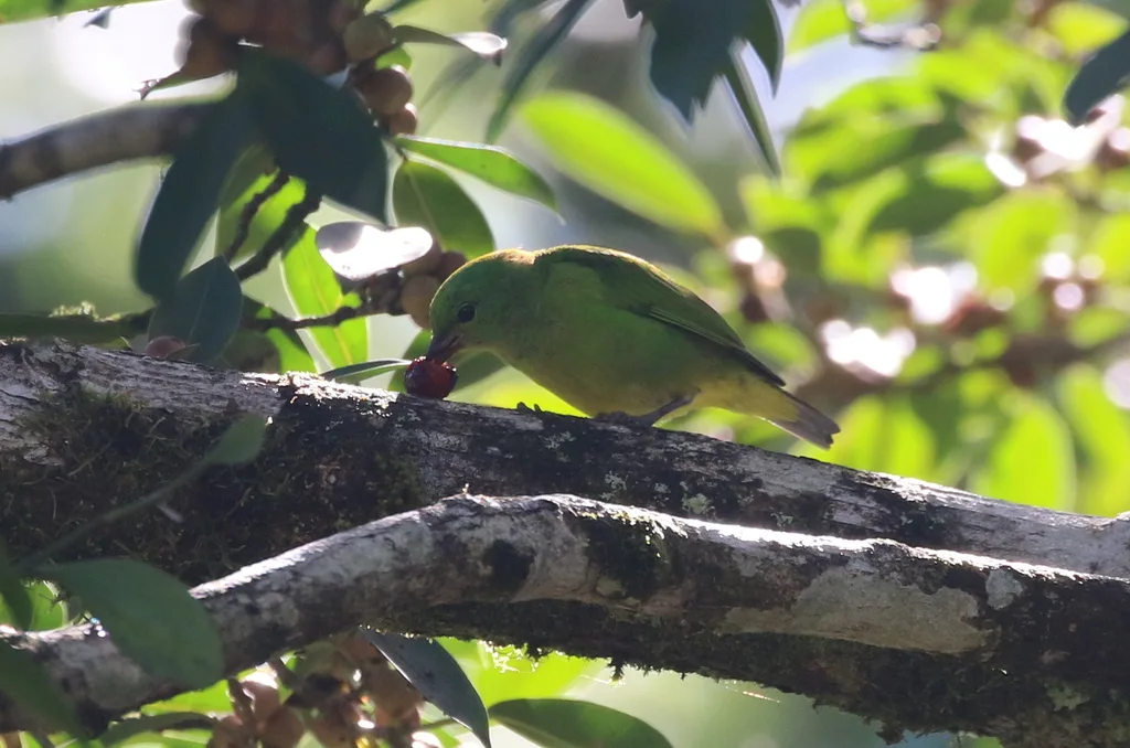 金眉绿雀（Chlorophonia callophrys）