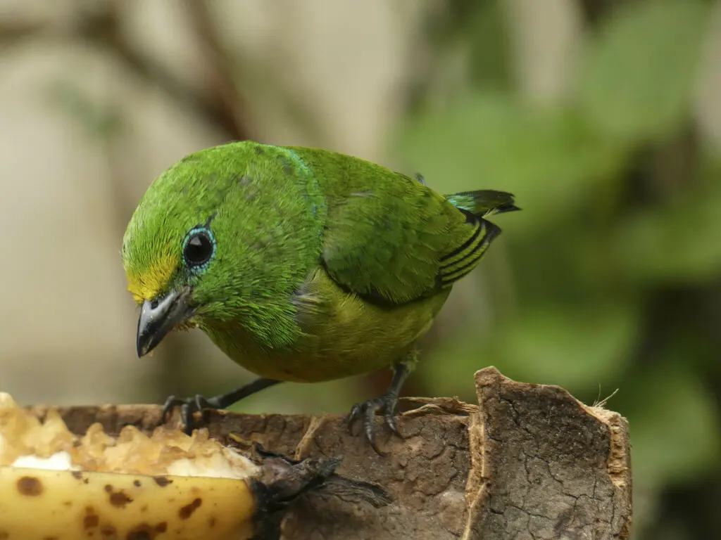蓝枕绿雀（Chlorophonia cyanea）