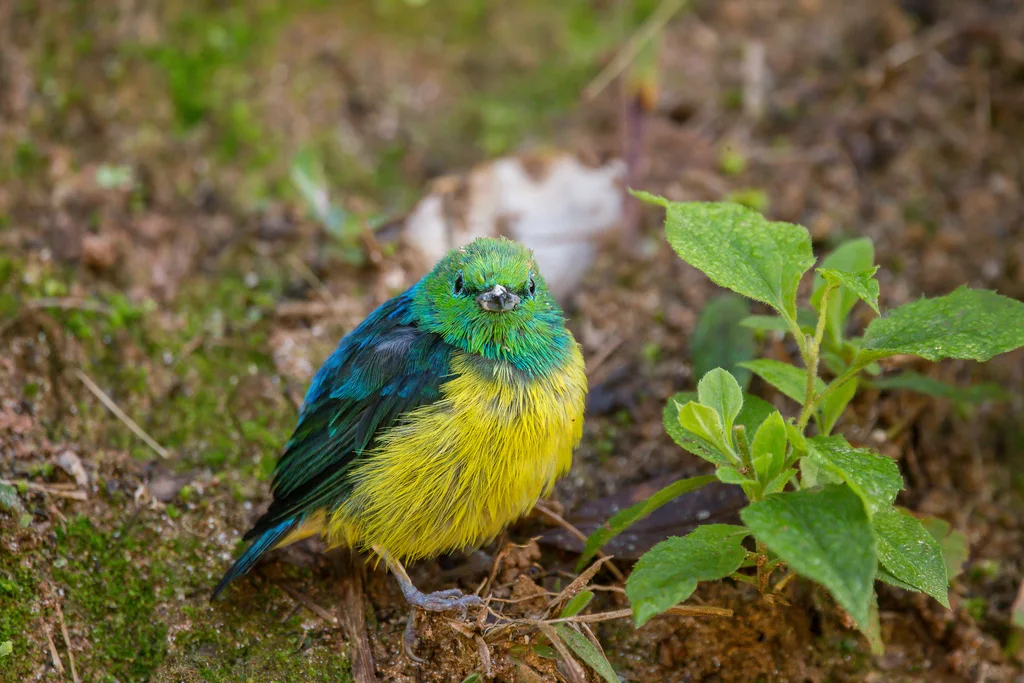蓝枕绿雀（Chlorophonia cyanea）
