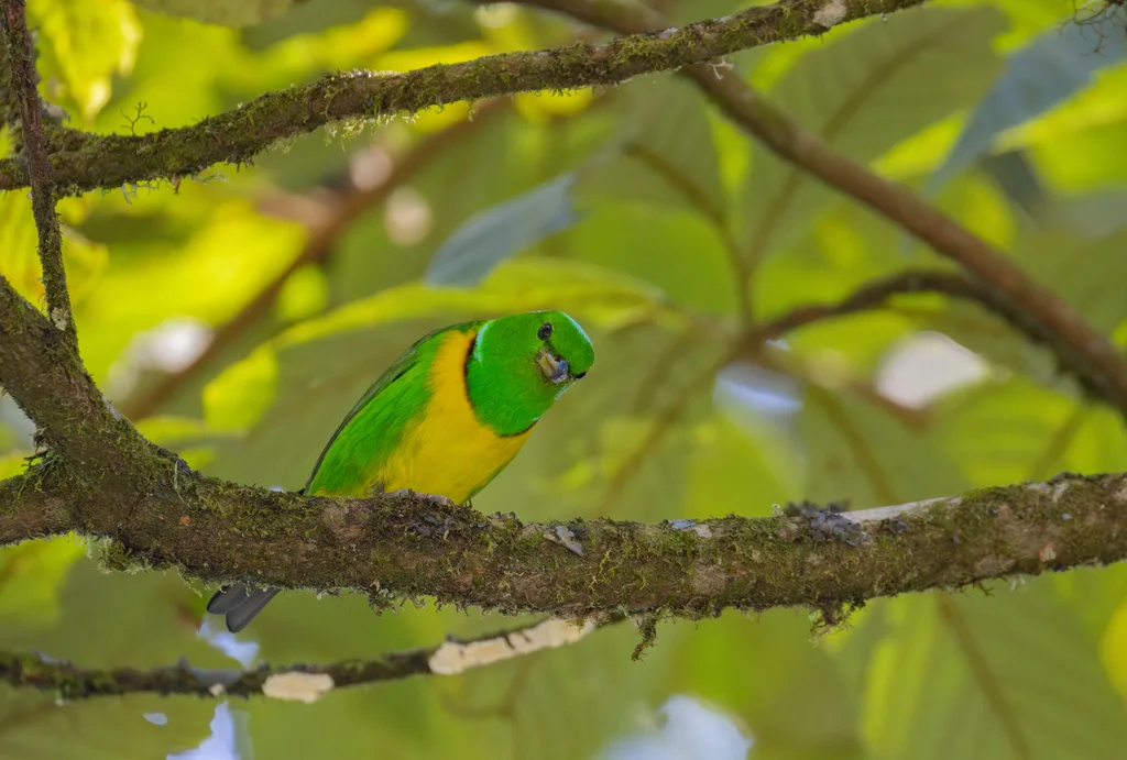 蓝冠绿雀（Chlorophonia occipitalis）
