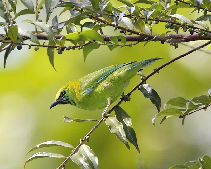 爪哇叶鹎(Chloropsis cochinchinensis)