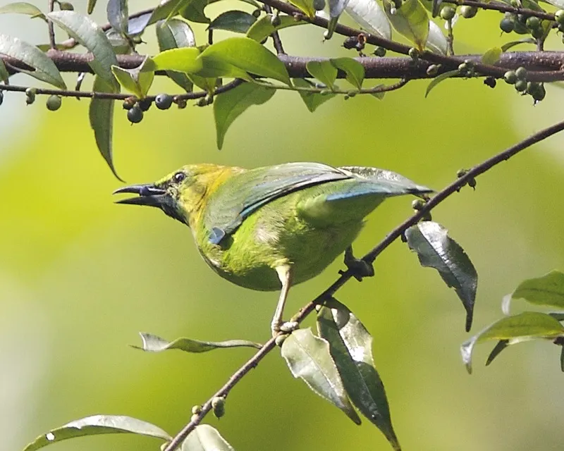 爪哇叶鹎(Chloropsis cochinchinensis)