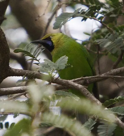 爪哇叶鹎(Chloropsis cochinchinensis)