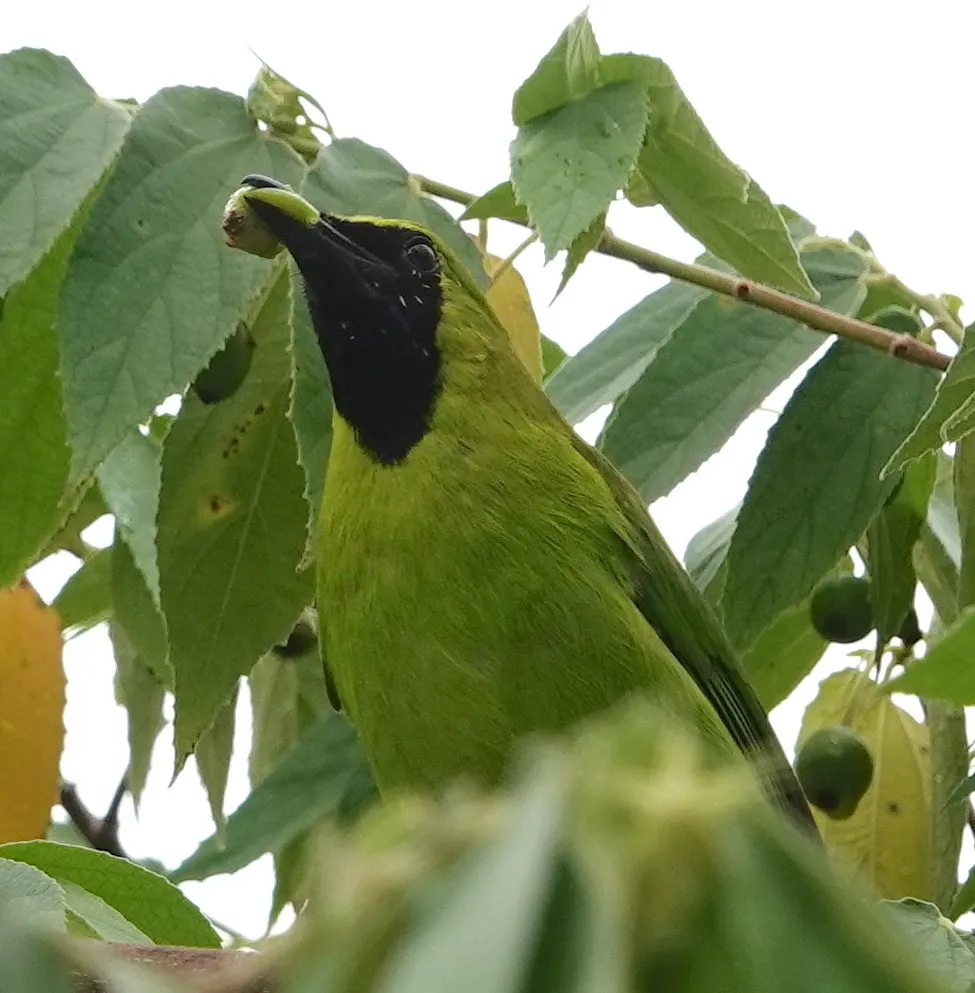 小绿叶鹎(Chloropsis cyanopogon)
