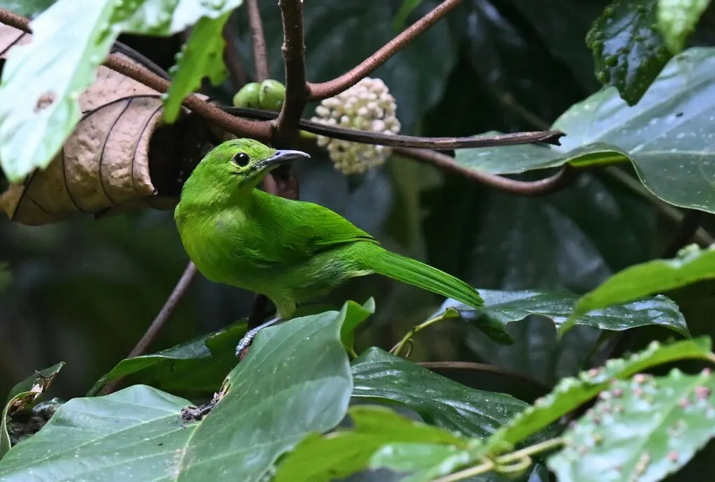 小绿叶鹎(Chloropsis cyanopogon)