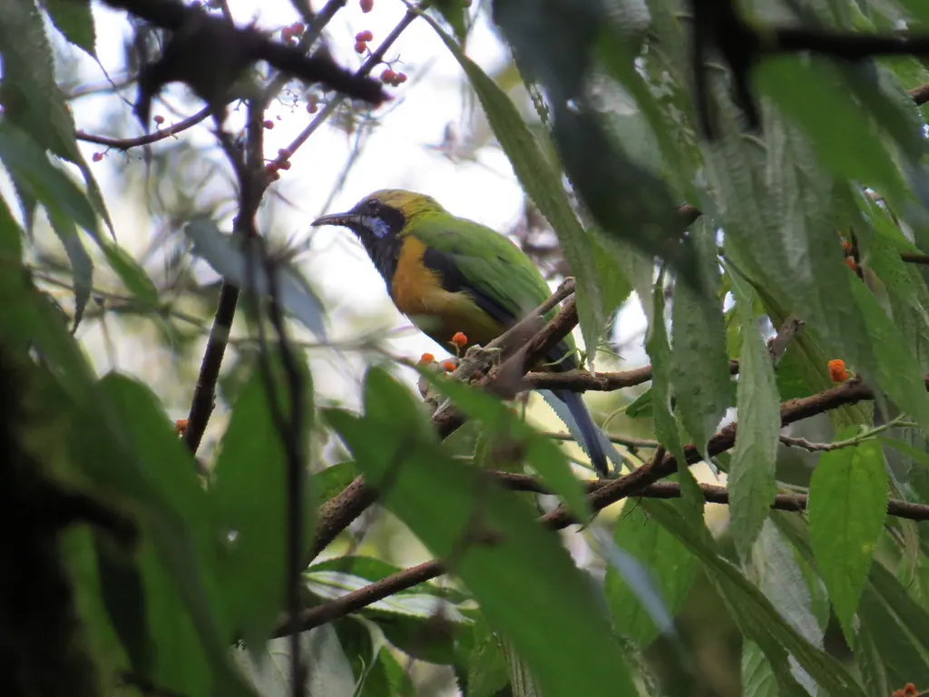 黄冠橙腹叶鹎(Chloropsis hardwickii)