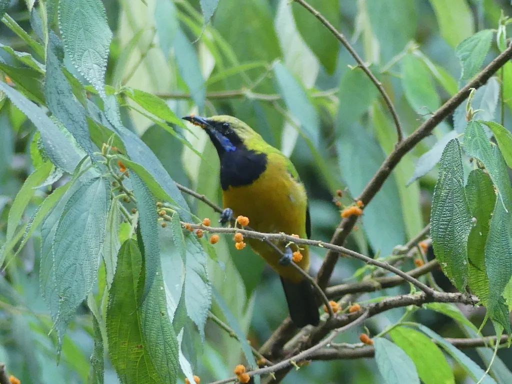 黄冠橙腹叶鹎(Chloropsis hardwickii)