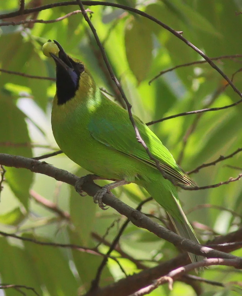 南亚叶鹎(Chloropsis jerdoni)