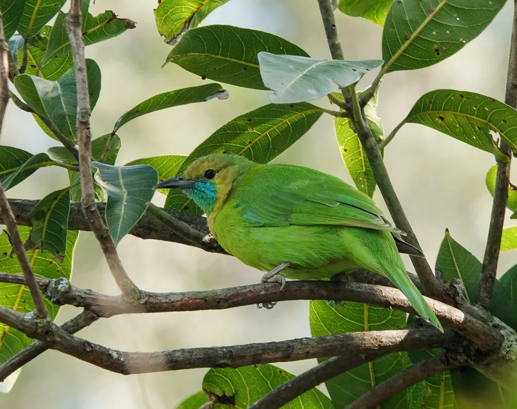南亚叶鹎(Chloropsis jerdoni)