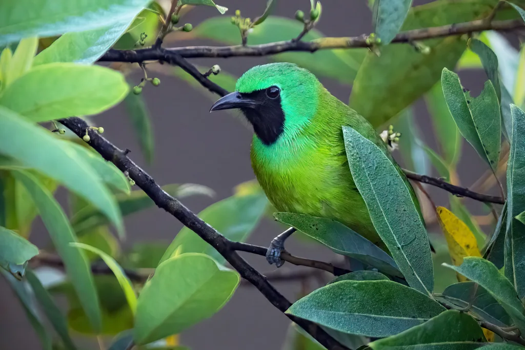 婆罗洲叶鹎(Chloropsis kinabaluensis)