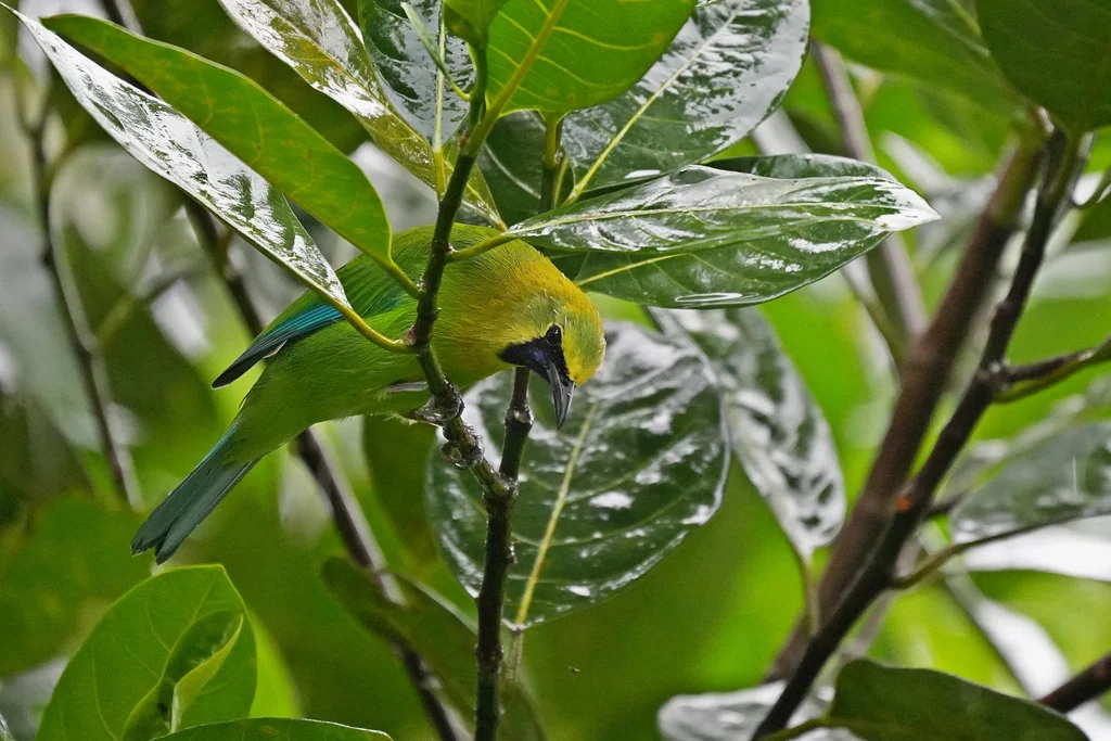 蓝翅叶鹎(Chloropsis moluccensis)
